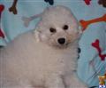 bichon frise puppy posted by Tiny Tots Texas